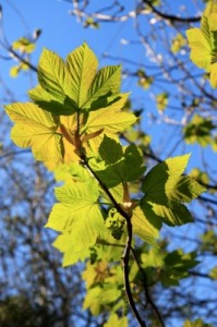 ID-1005202